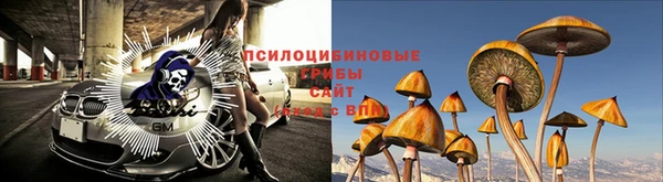 шишки Михайловск